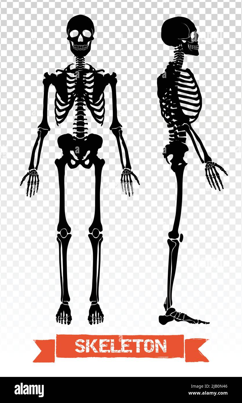 Zwei schwarze menschliche Skelett Silhouetten Vorder-und Seitenansicht isoliert auf transparentem Hintergrund flache Vektor-Illustration Stock Vektor
