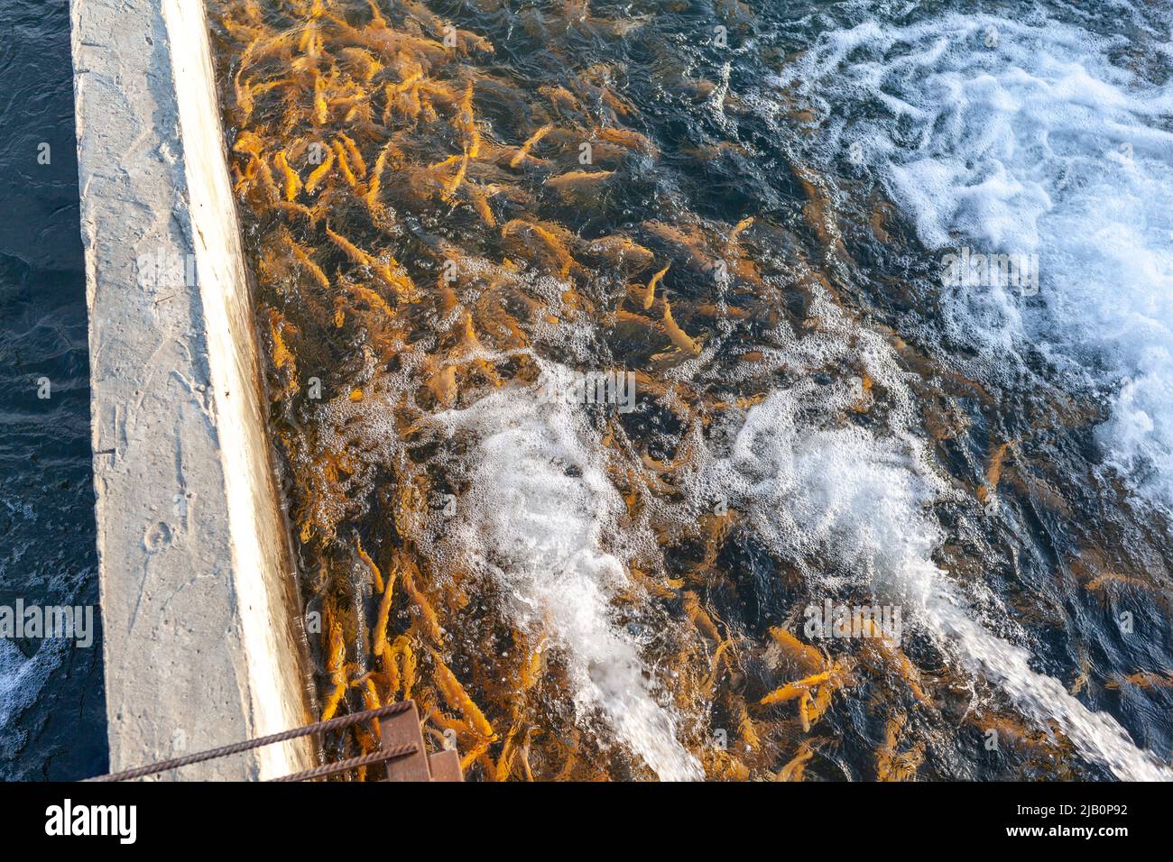 Anbau von Goldforellen und anderen Fischen in Betonbecken. Forellenfarm. Viele Beton Teich bei Aquakultur Farm.IT ist wirtschaftliche Arten von schönen f Stockfoto