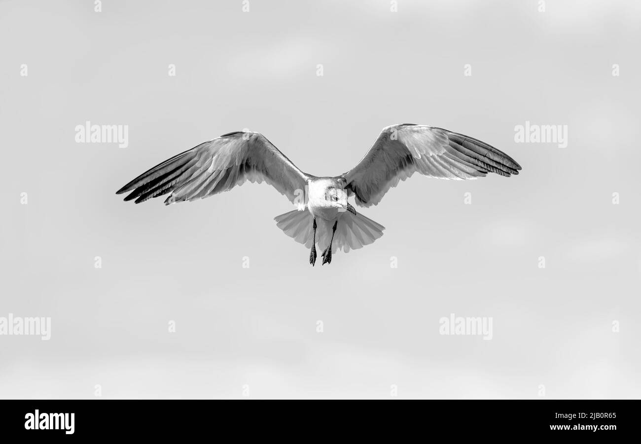 Ein Möwenvogelvögel breitet seine Flügel im Flug im Schwarz-Weiß-Bildformat vollständig aus Stockfoto