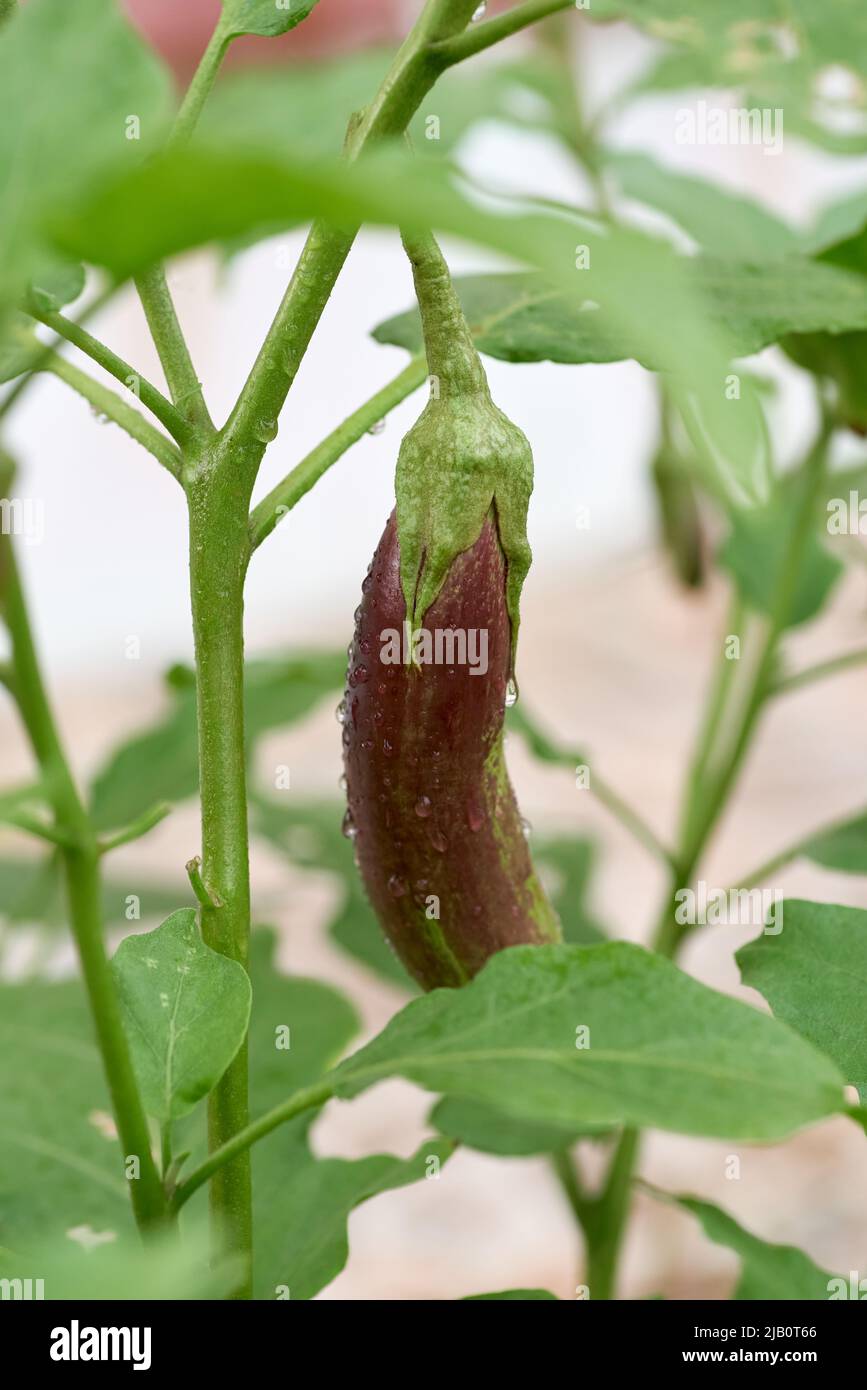 Eine violette Aubergine, die an der Pflanze hängt Stockfoto