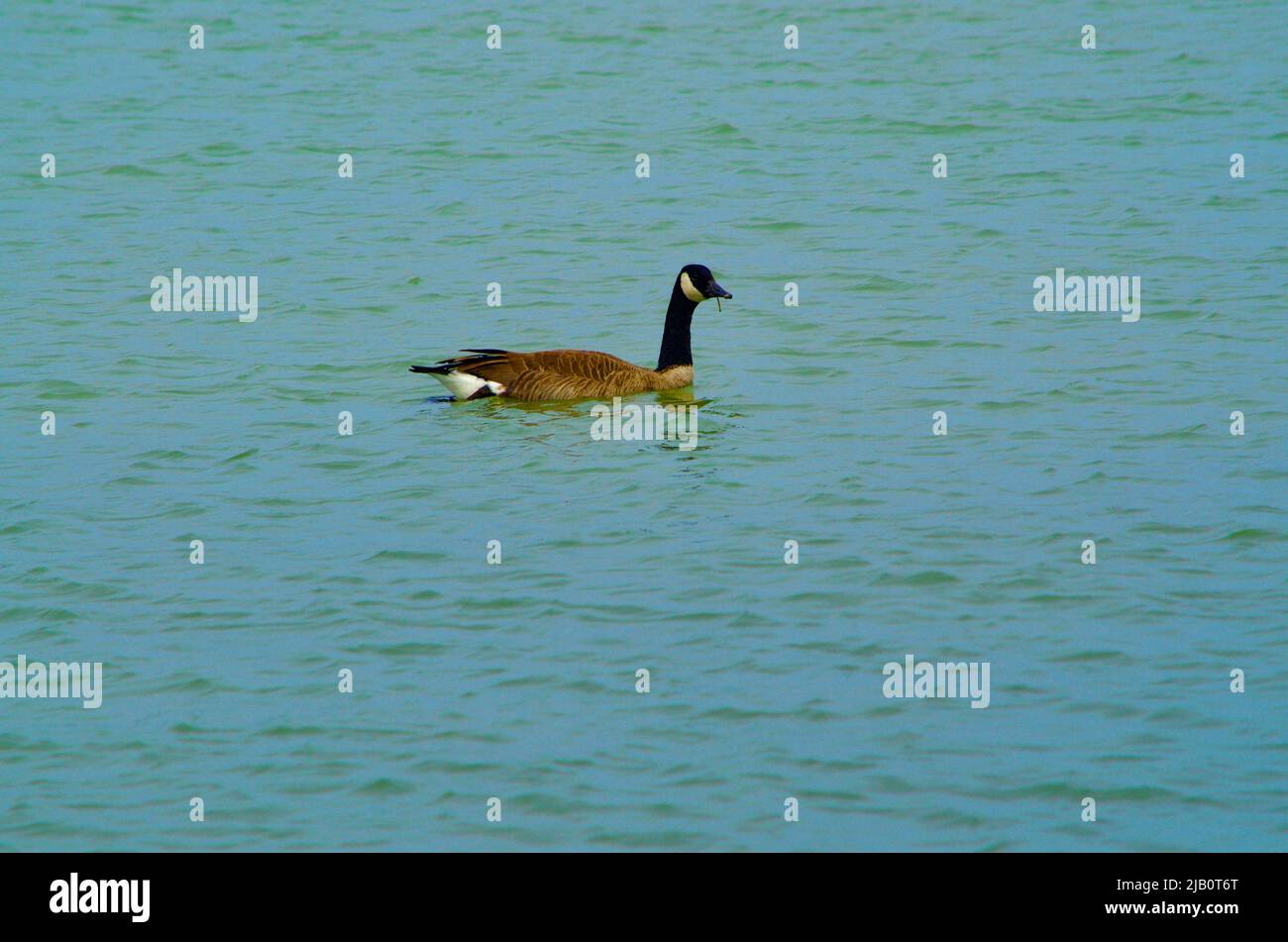 Bild von Canada Goose, die im detroit River in der Nähe der Botschafterbrücke schwimmt Stockfoto