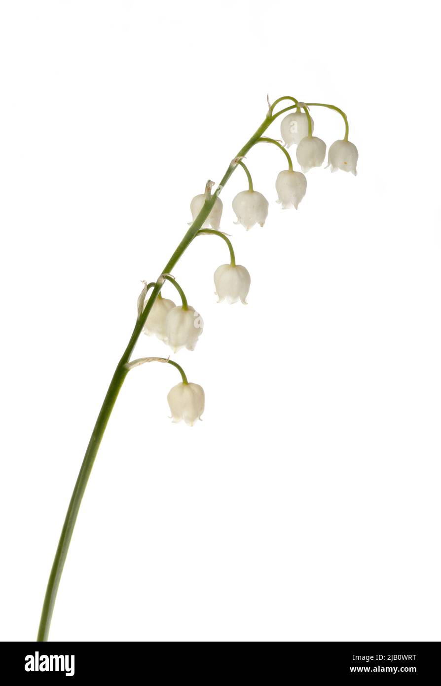 Maiglöckchen (Convallaria majalis) isoliert auf weißem Hintergrund. Stockfoto