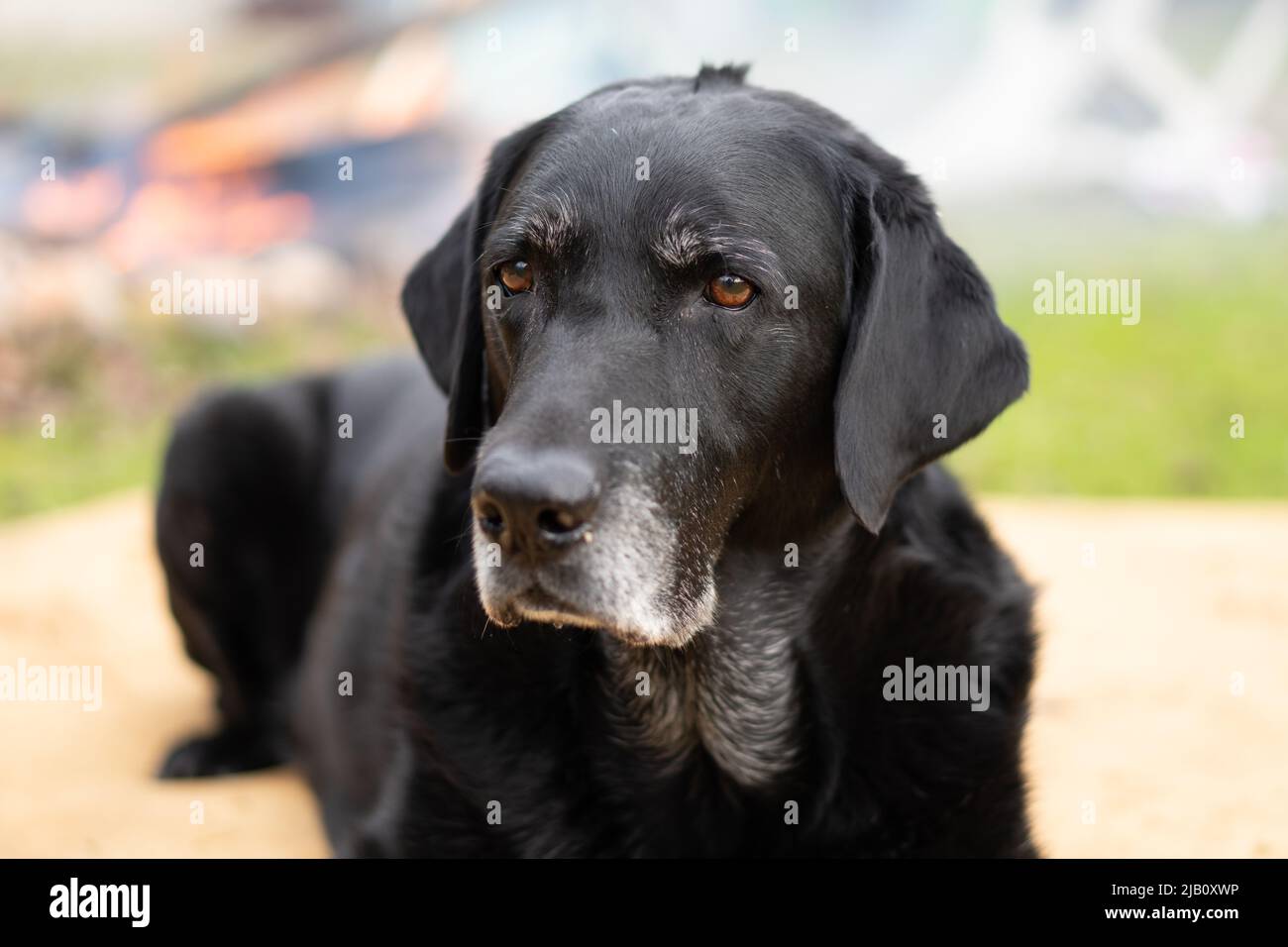 Altes schwarzes labrador Retriever-Portrait Stockfoto