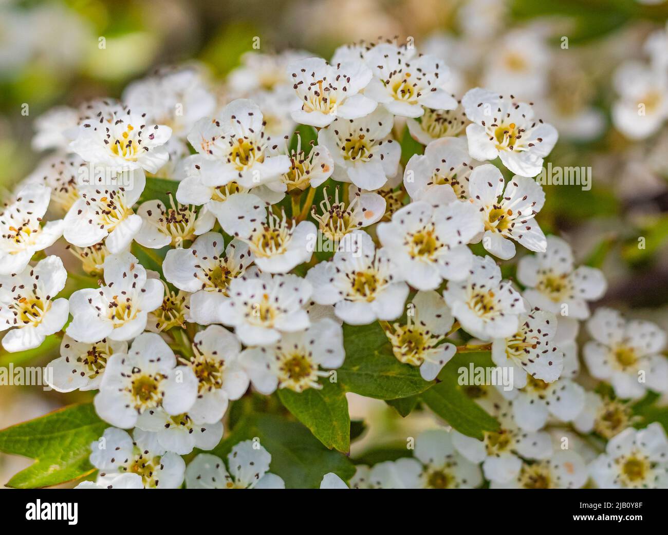 Weißdorn blüht. Weiße Weißdorn-Blüten auf unscharfem Hintergrund. Straßenfoto, Niemand, selektiver Fokus Stockfoto