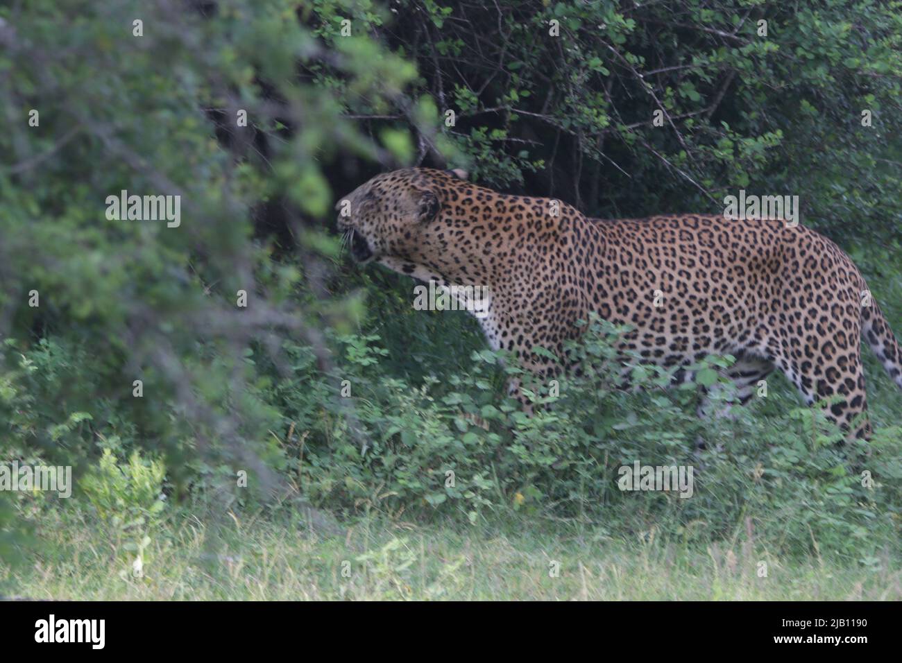 Leoparden von Sri Lanka in freier Wildbahn Stockfoto