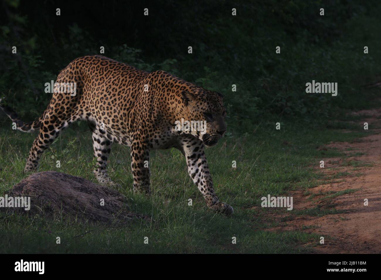 Leoparden von Sri Lanka in freier Wildbahn Stockfoto