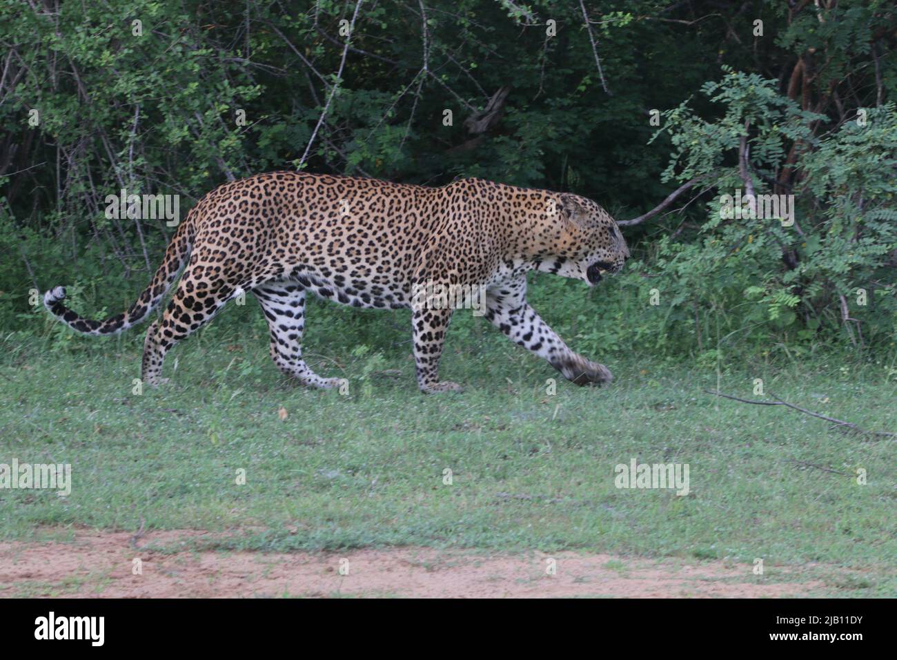 Leoparden von Sri Lanka in freier Wildbahn Stockfoto