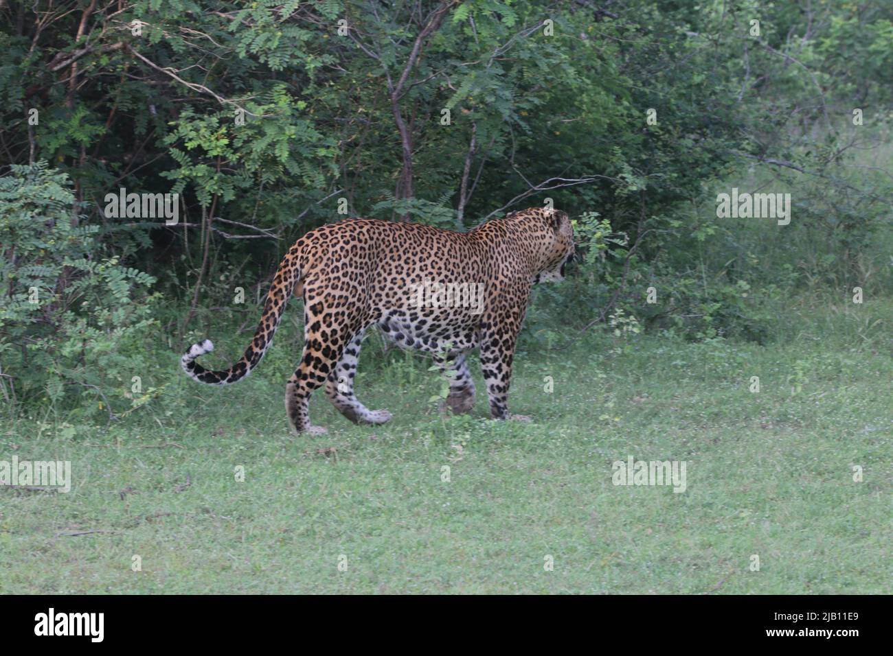 Leoparden von Sri Lanka in freier Wildbahn Stockfoto