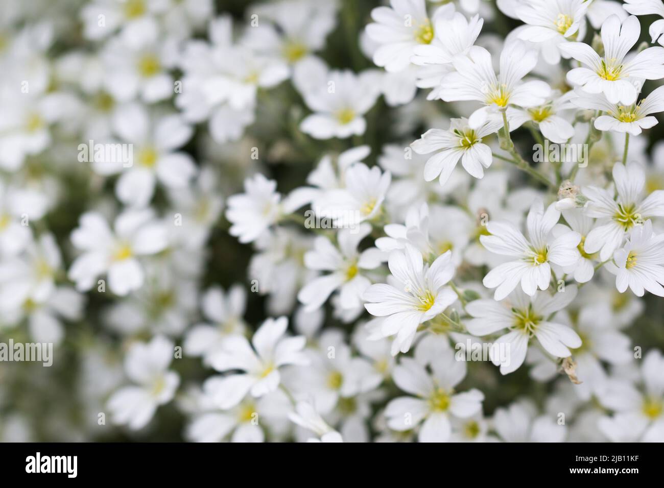 Cerastium, weiße Blüten im Mausohr-Kicherungskraut, Nahaufnahme selektiver Fokus Stockfoto