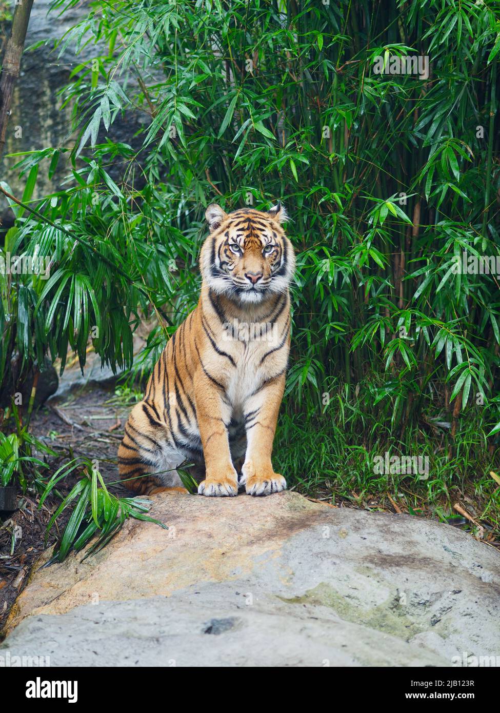 Intensiver, kraftvoller, wunderschöner Sumatratiger Tiger mit einem scharfen, bedrohlichen Blick. Stockfoto
