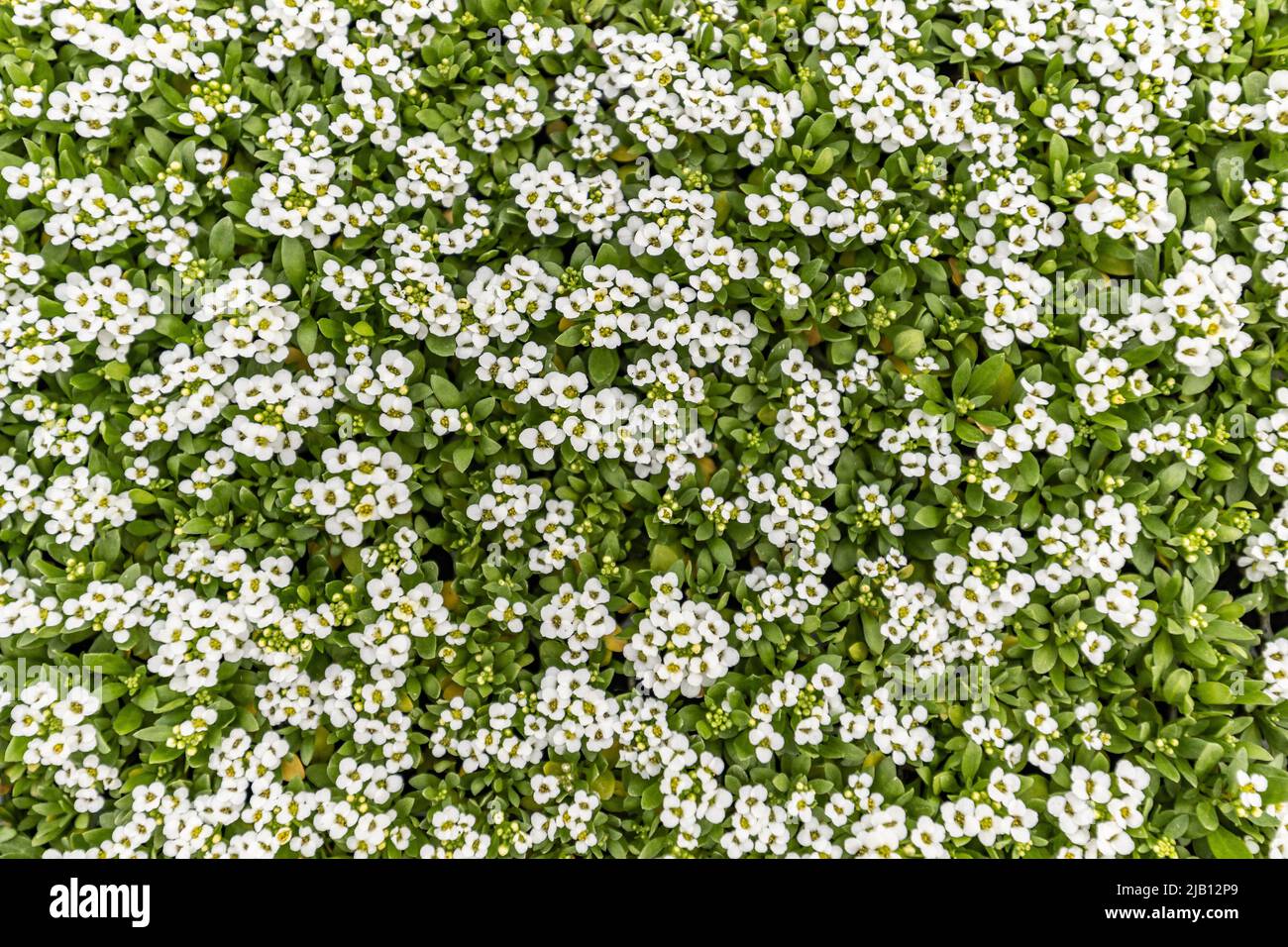 Weiße süße Alyssum Blumen Hintergrund. Lobularia maritima wächst im Gewächshaus, bereit zum Verkauf, Draufsicht Stockfoto