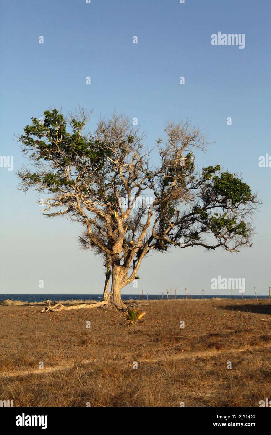 Großer Baum auf Küstengrasland im Hintergrund des Strandes von Londa Lima an einem hellen Tag während der Trockenzeit in Kanatang, East Sumba, East Nusa Tenggara, Indonesien. Stockfoto