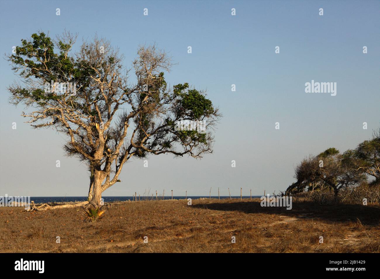 Großer Baum auf Küstengrasland im Hintergrund des Strandes von Londa Lima an einem hellen Tag während der Trockenzeit in Kanatang, East Sumba, East Nusa Tenggara, Indonesien. Stockfoto