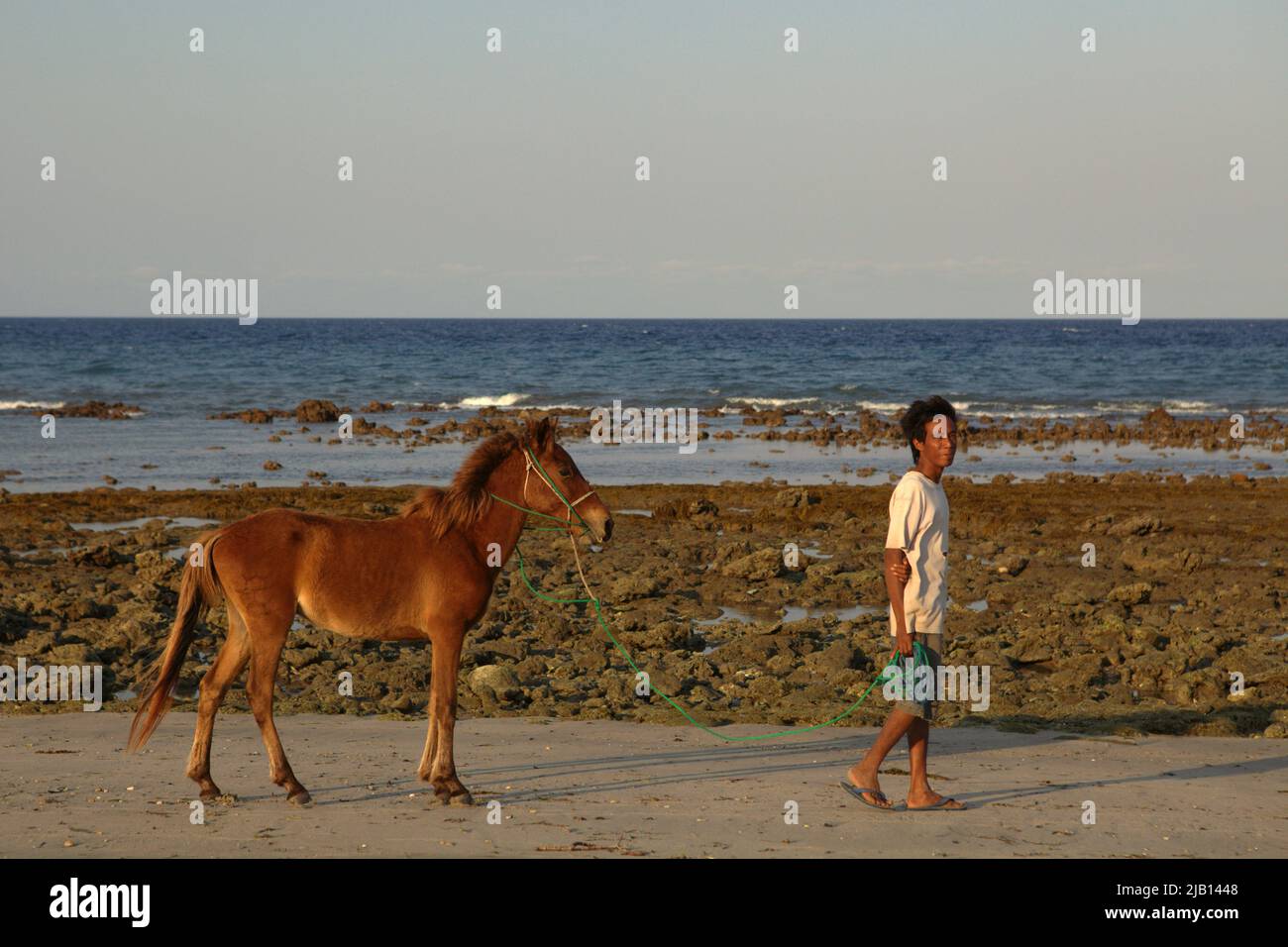 Ein junger Mann, der ein Pony führt, während er an einem hellen Tag während der Trockenzeit am Strand von Londa Lima in Kanatang, East Sumba, East Nusa Tenggara, Indonesien, spaziert. Stockfoto