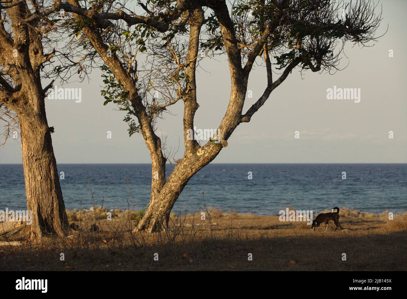 Großer Baum auf Küstengrasland im Hintergrund des Strandes von Londa Lima an einem hellen Tag während der Trockenzeit in Kanatang, East Sumba, East Nusa Tenggara, Indonesien. Stockfoto