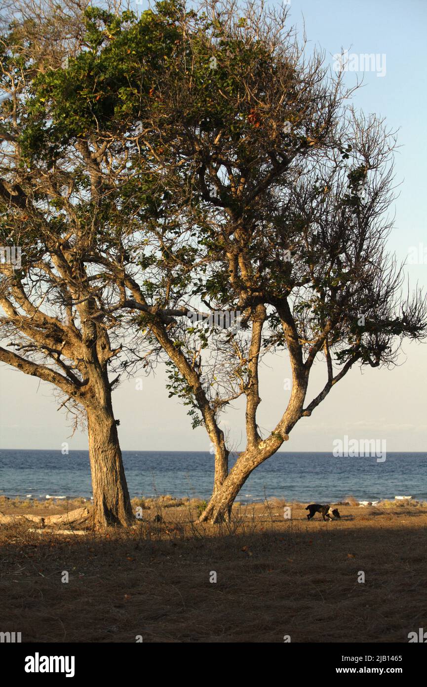 Großer Baum auf Küstengrasland im Hintergrund des Strandes von Londa Lima an einem hellen Tag während der Trockenzeit in Kanatang, East Sumba, East Nusa Tenggara, Indonesien. Stockfoto