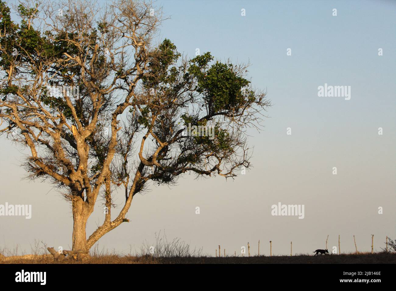 Ein großer Baum und Küstengrasland an einem hellen Tag während der Trockenzeit in Londa Lima, Kanatang, East Sumba, East Nusa Tenggara, Indonesien. Stockfoto