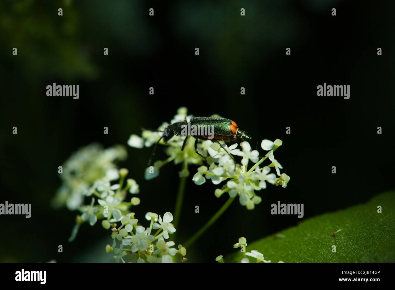 Grüner Malachitkäfer auf einer Wildblumenwiese ( Malachius bipustulatus ) Woodham Fen Nature Reserve, Essex, Großbritannien. Stockfoto