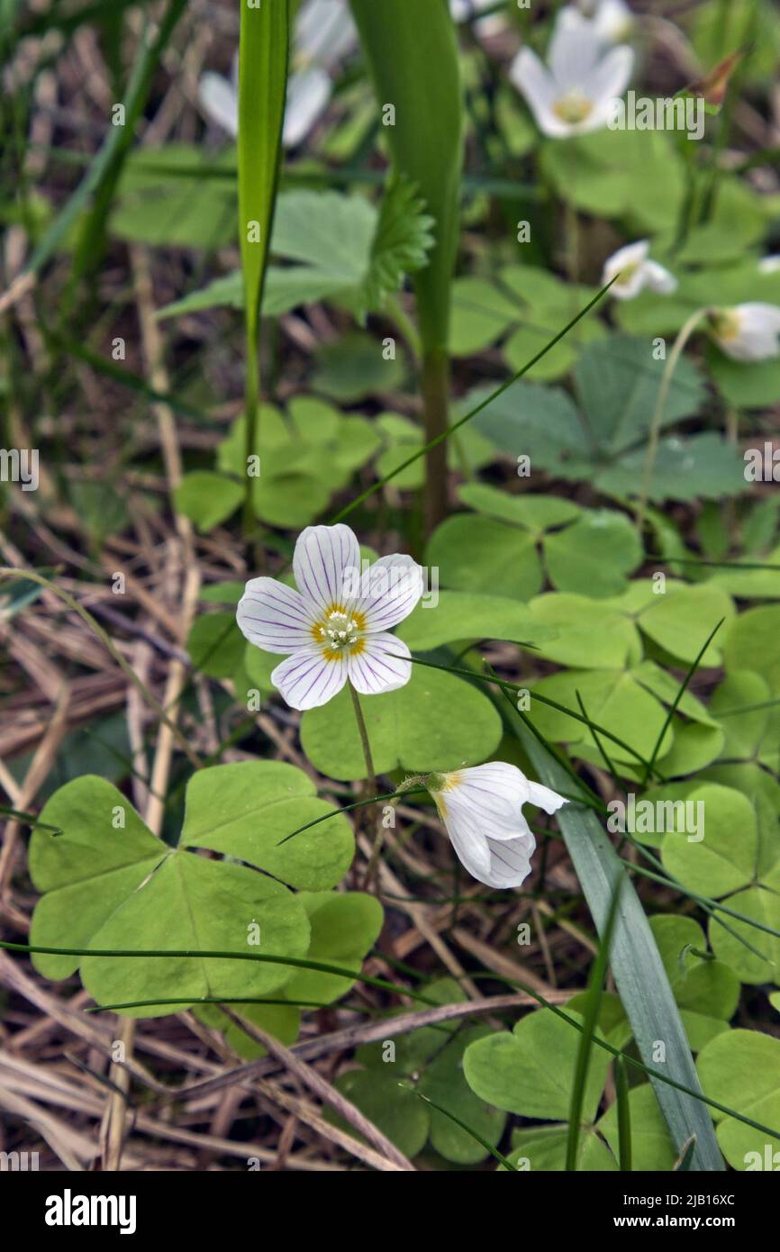 Gewöhnlicher Holzsorrel, Oxalis acetosella Stockfoto