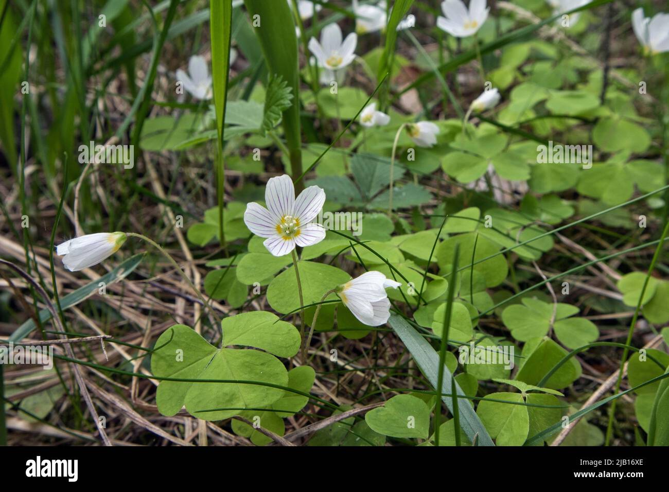Gewöhnlicher Holzsorrel, Oxalis acetosella Stockfoto