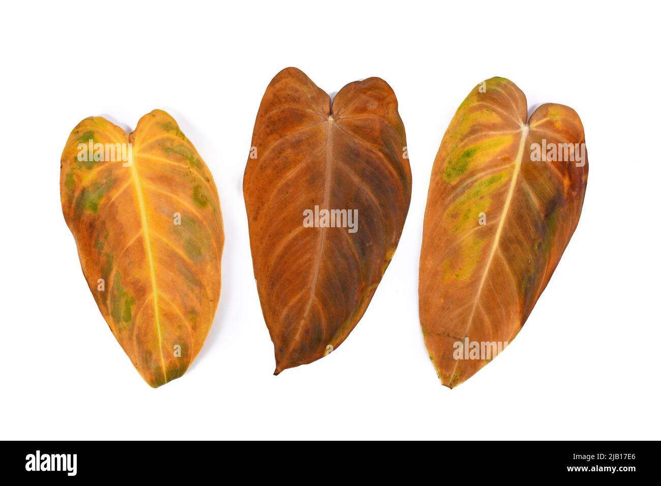 Drei gelbe, verwelkte Blätter der Zimmerpflanze 'Philodendron Melanochrysum' auf weißem Hintergrund Stockfoto