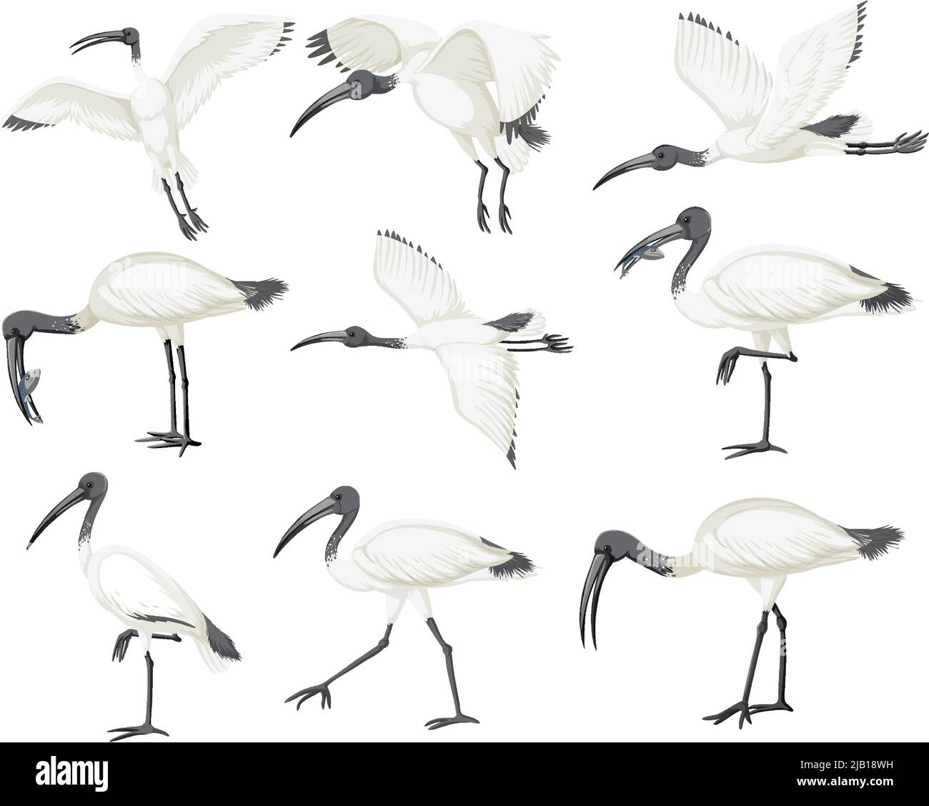 Set mit australischen weißen Ibis-Illustrationen Stock Vektor