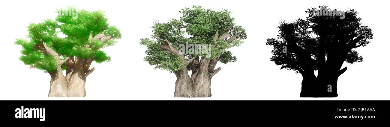 Set oder Sammlung von Baobab-Bäumen, gemalt, natürlich und als schwarze Silhouette auf weißem Hintergrund. Konzept oder konzeptionelle 3D Illustration für die Natur, e Stockfoto