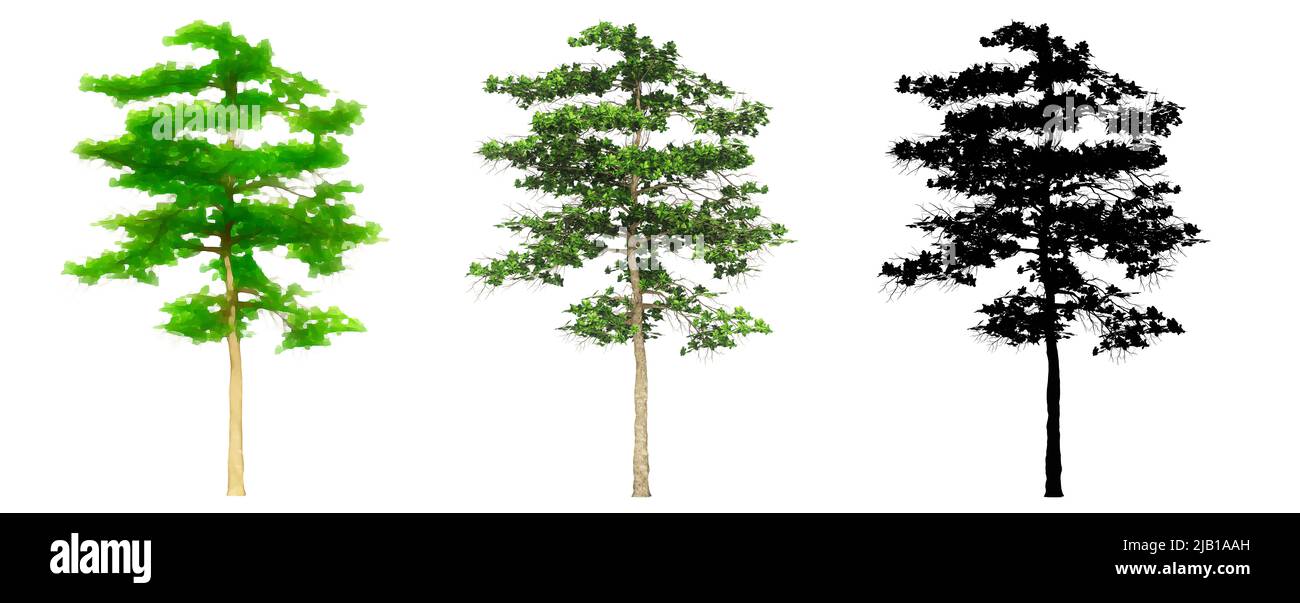Set oder Sammlung von Mandelbäumen, bemalt, Natur und als schwarze Silhouette auf weißem Hintergrund. Konzept oder konzeptionelle 3D Illustration für die Natur, e Stockfoto