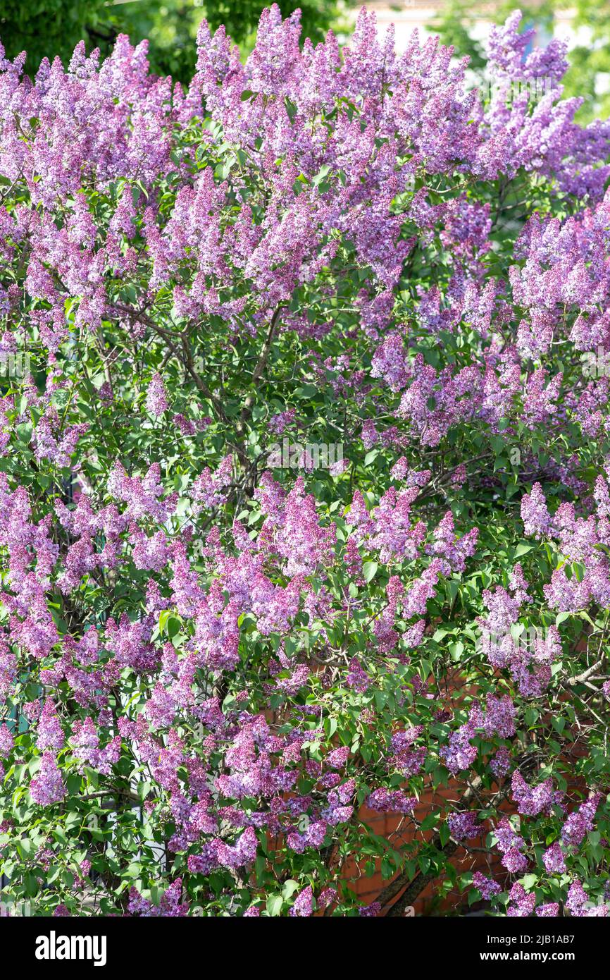 Fliederzweige und Blumen füllen den gesamten Rahmen Stockfoto