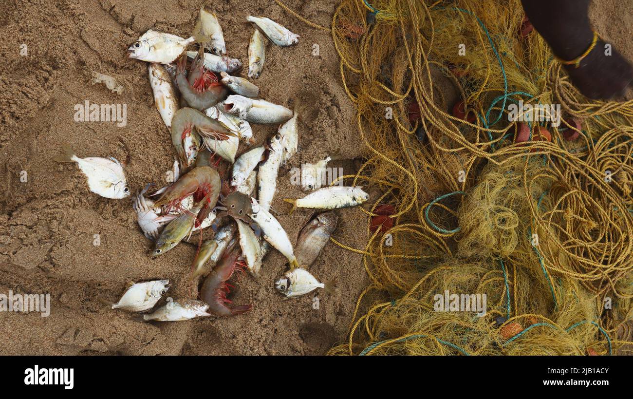 Fischer, der Fisch vom Netz trennt, Mahabalipuram, Tamilnadu, Indien Stockfoto