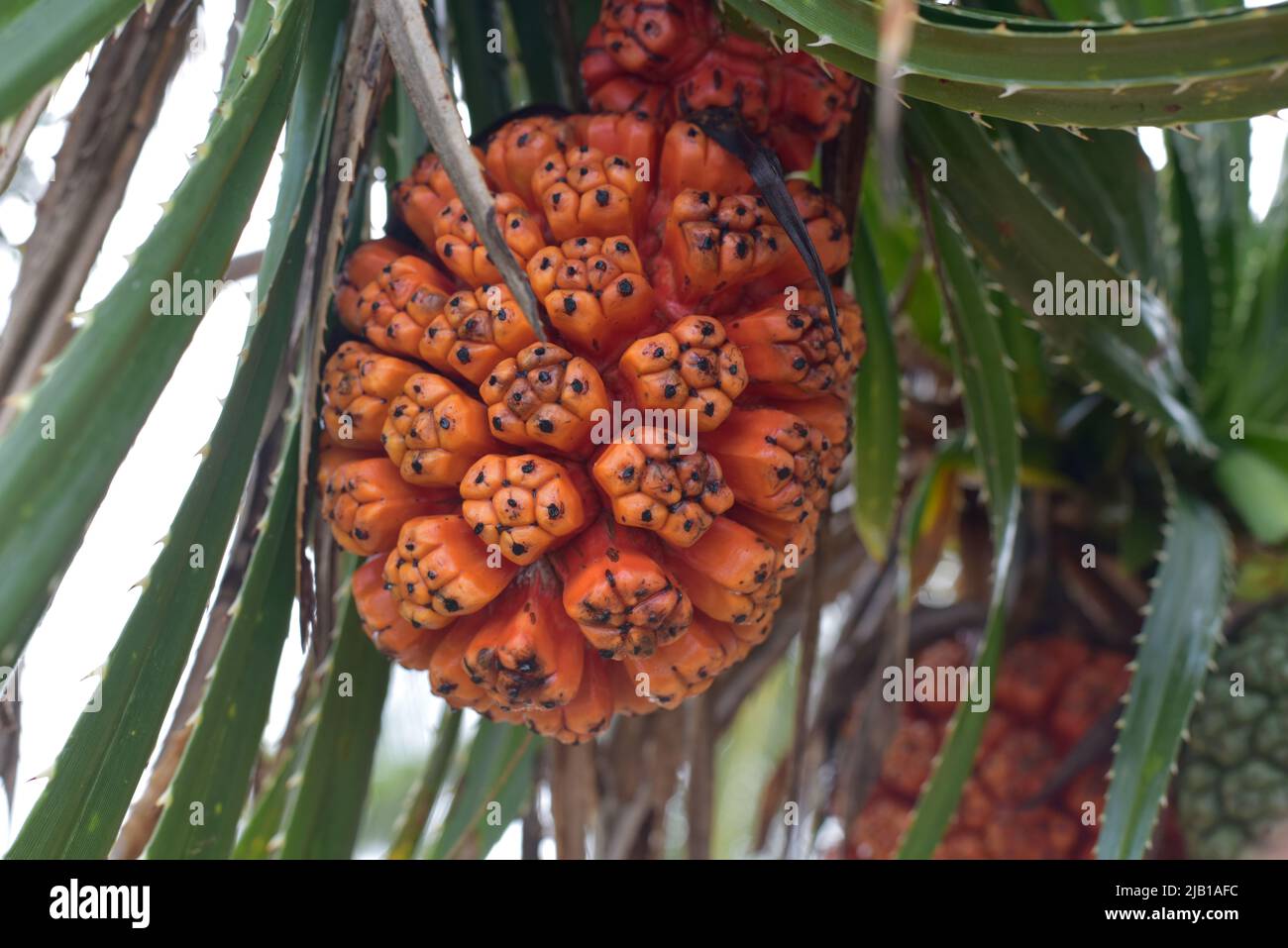 Reife orange frische Samen von Meerpandanus oder Schraubenkiefern (Pandanus tectorius oder Pandanus odoratissimus) Stockfoto