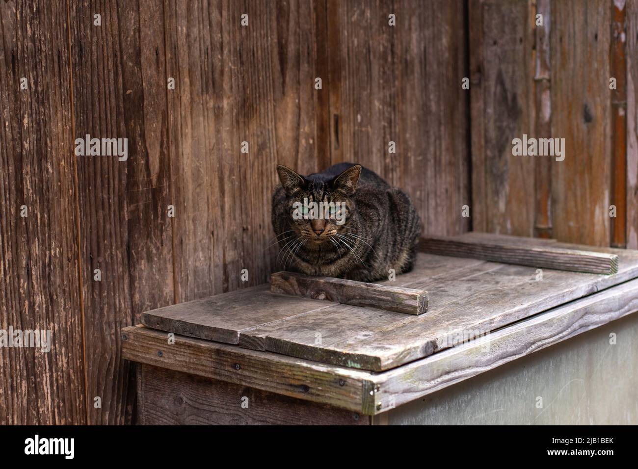 Streunende schwarze Streifenkatze, die den Fotografen in seinem Territorium (altes Haus im japanischen Holzstil) im Vorort Shimane, Japan, anstarrt. Stockfoto