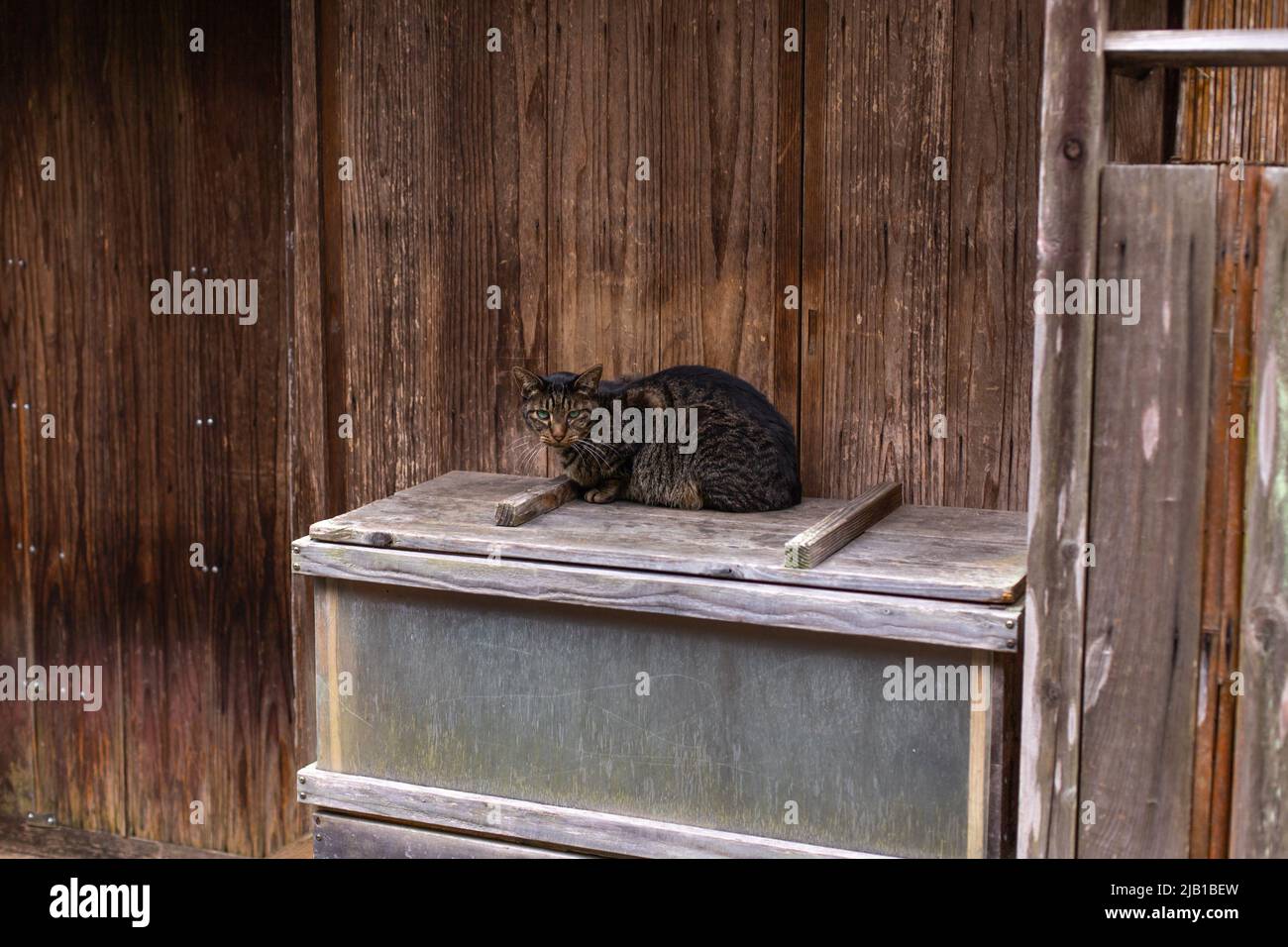 Der schwarze Streifen kann den Fotografen in dem alten Holzhaus im japanischen Stil im Vorort Shimane, Japan, doppelt entspannen. Stockfoto