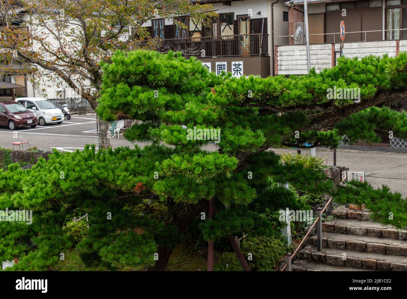 Iwakuni, Yamaguchi, JAPAN - Sep 24 2020 : Yarikokashi No Matsu (Yarikokashi-Kiefer), berühmter Kiefernbaum am westlichen Eingang der Kintai-Brücke, bei bewölktem Wetter Stockfoto