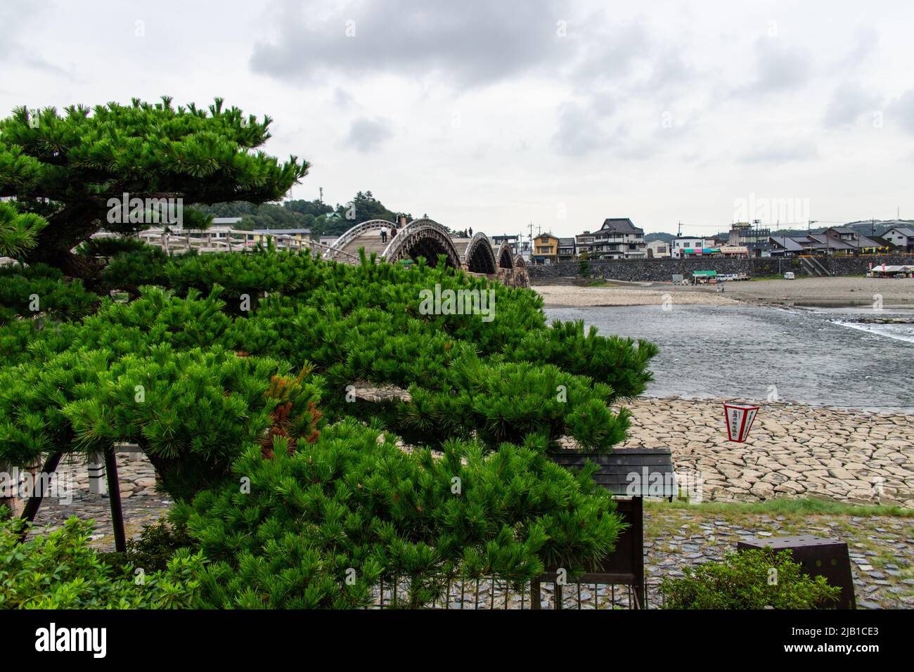 Iwakuni, Yamaguchi, JAPAN - Sep 24 2020 : Yarikokashi No Matsu (Yarikokashi-Kiefer), berühmter Kiefernbaum am westlichen Eingang der Kintai-Brücke, bei bewölktem Wetter Stockfoto