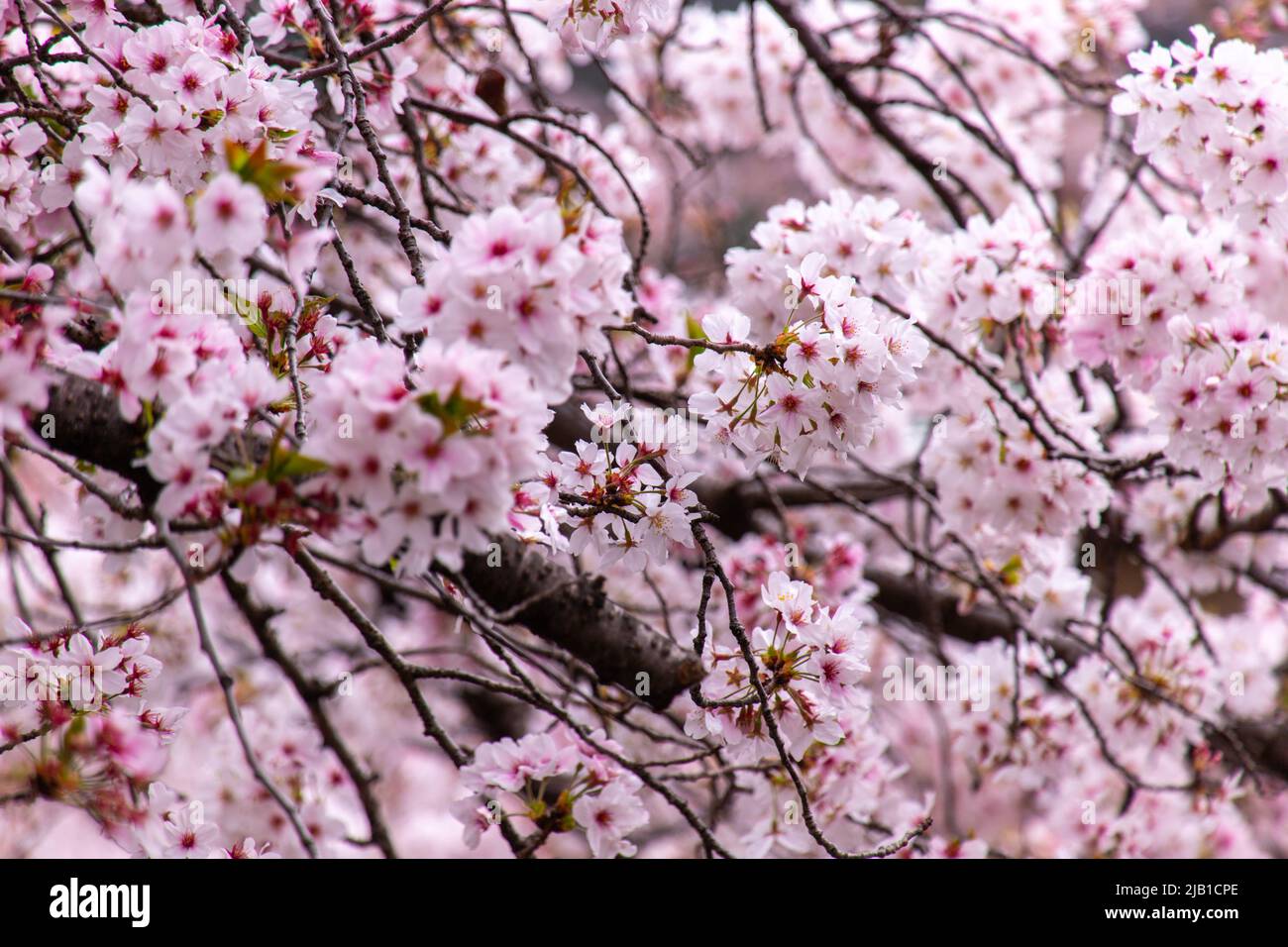 Nahaufnahme wunderschöne Yoshino Kirschblüte (Somei Yoshino Sakura) mit Bokeh im Frühjahr in Kyoto, Japan. Stockfoto