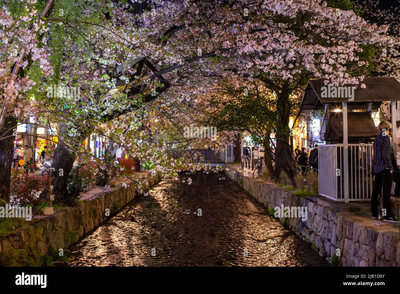 Kyoto, JAPAN - 3 Apr 2021 : wunderschöne Kirschblüte Sakura, die am Takase River entlang gepflanzt wurde und nachts auf einem Bürgersteig in der Kiyamachi Street. Stockfoto