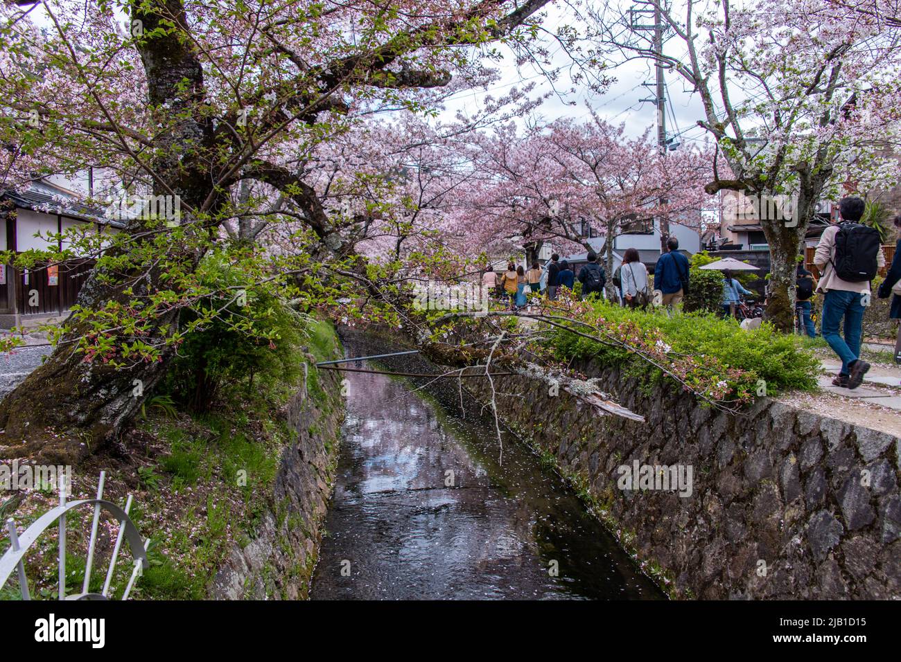 Philosopher's Walk, ein Pfad, der an bewölktem Tag einem von Kirschbäumen gesäumten Kanal (Lake Biwa) folgt. Es ist ein beliebter Ort für Menschen während der Hanami-Saison. Stockfoto