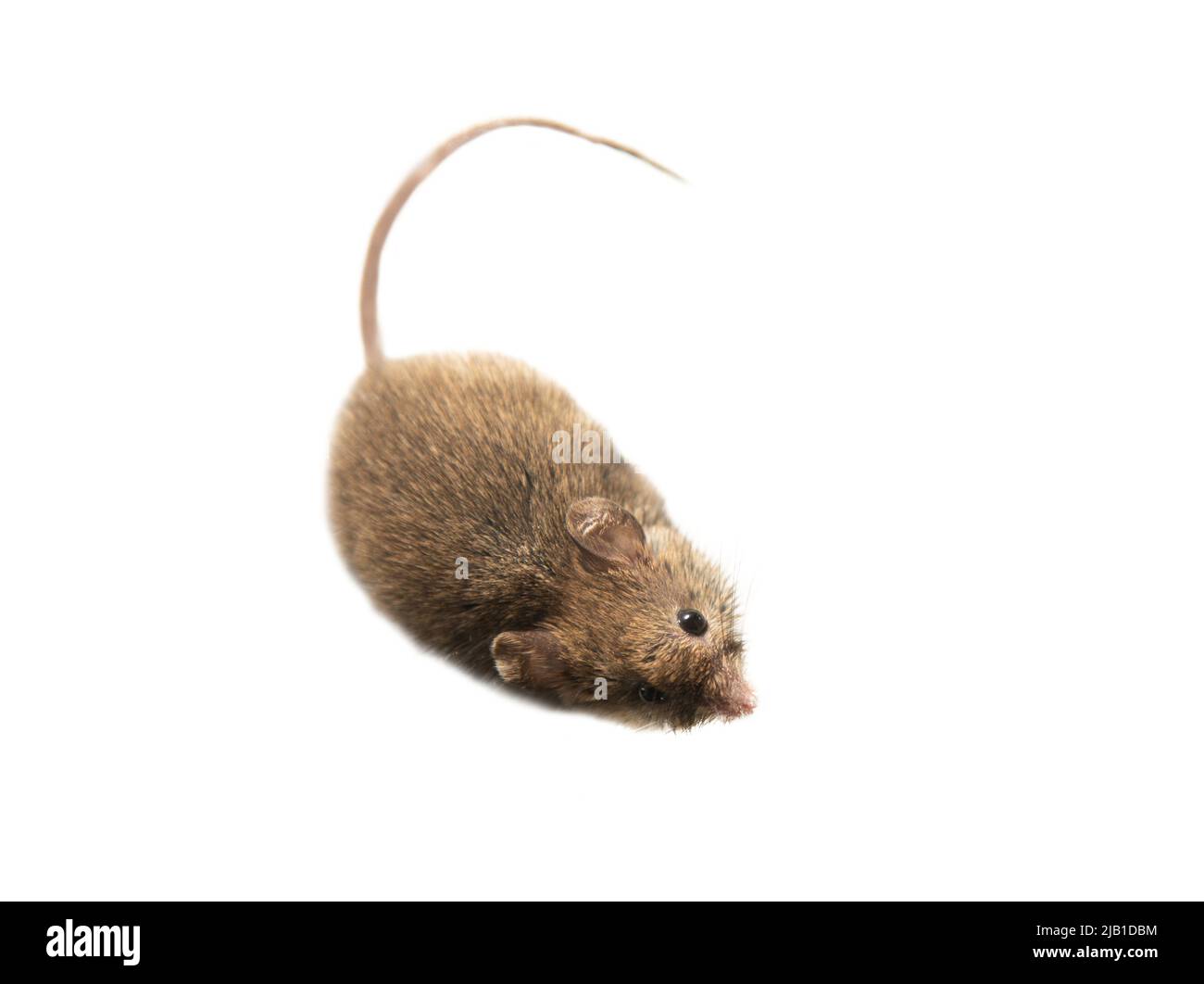 Schweizer (Haus-)Mäuse (Mus musculus) begleiten ständig den Menschen (Synanthropen) und Parasiten: Getreide in Lagerhäusern, Produkten essen. Es ist nicht möglich Stockfoto