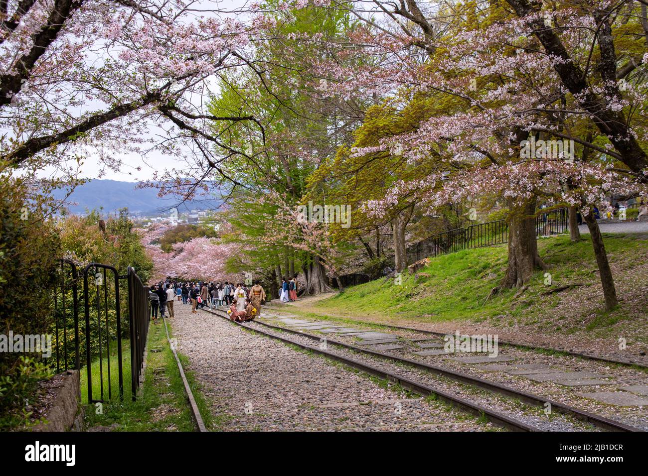 Abneigung mit Sakura (Somei Yoshino) Bäumen. Es ist ein 582 Meter langer Hang mit Eisenbahnschienen, die als beliebter Aussichtspunkt für Kirschblüten bekannt sind Stockfoto