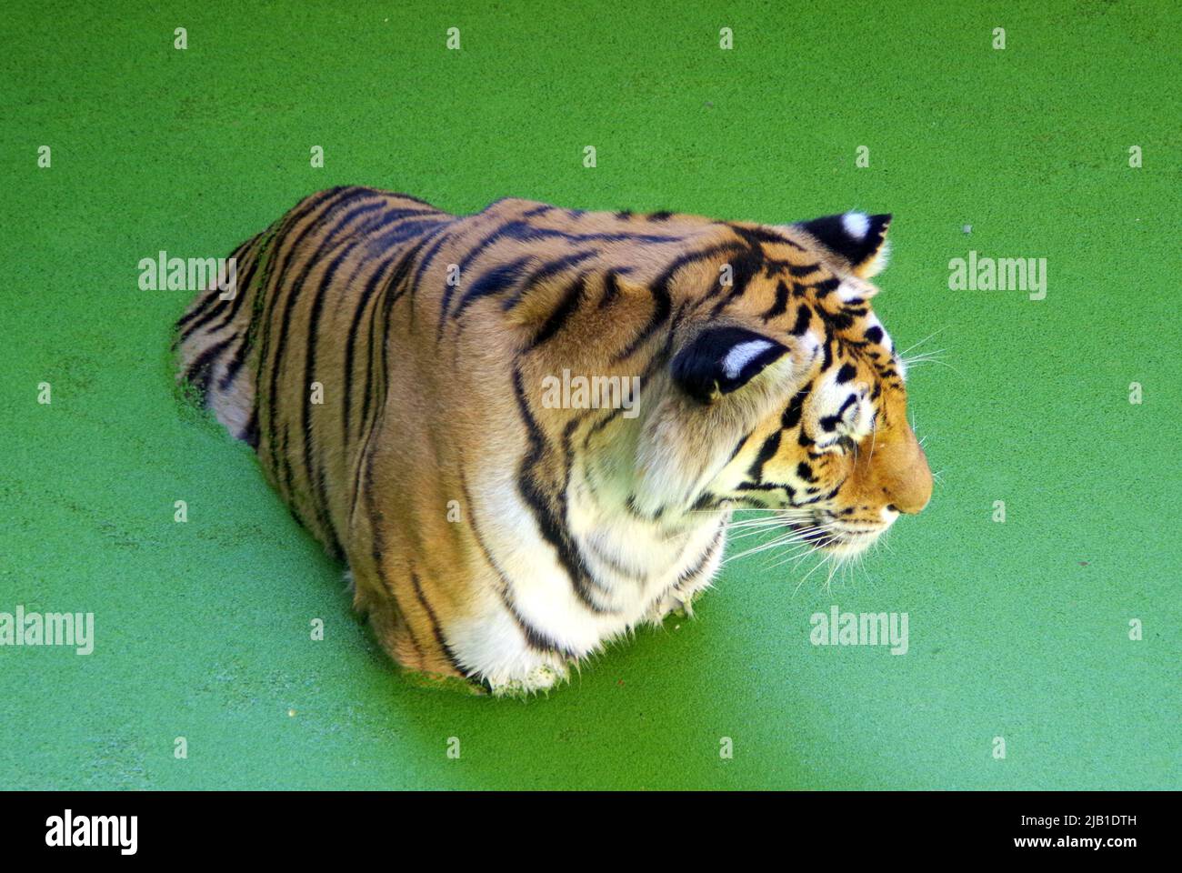 Tiger schwimmend im grünen Wasser Stockfoto