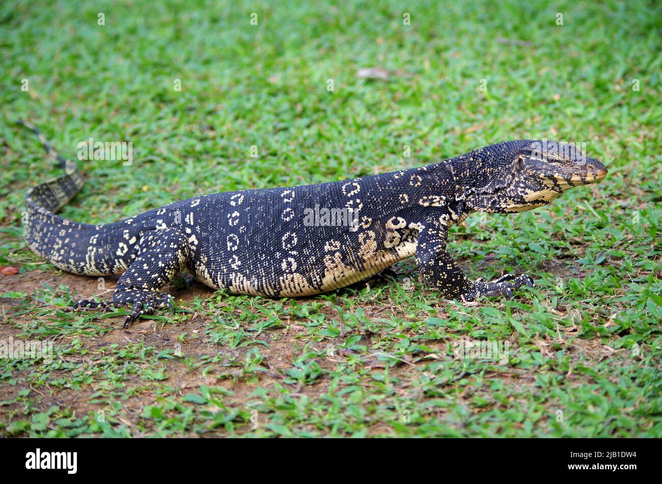 Varanus Salvator - asiatischer Wassermonitor Stockfoto