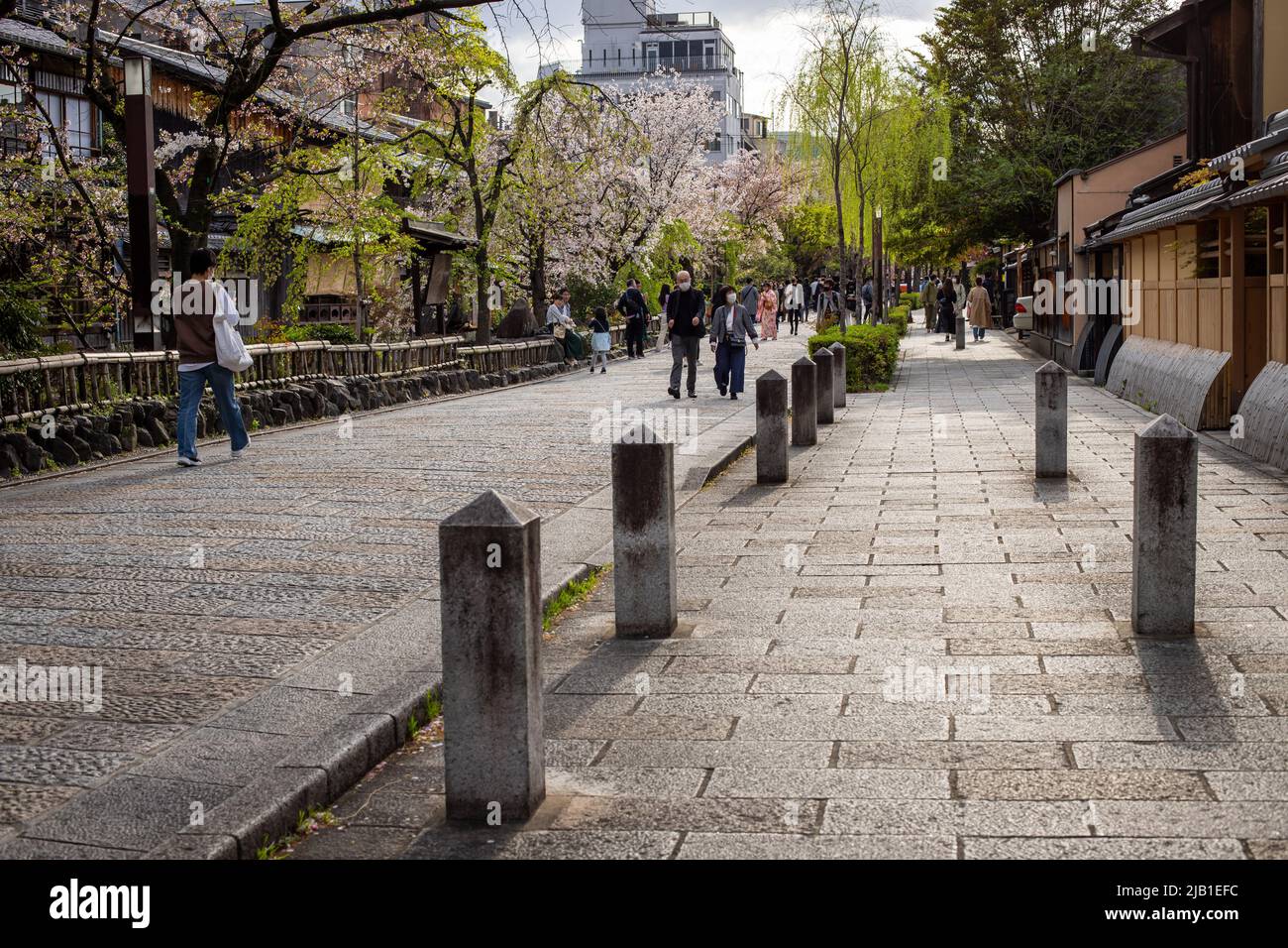 Shirakawasuji Street, eines der Wahrzeichen in der Gegend von Gion, an sonnigen Tagen. Es gibt schöne Kirschblüten der Sakura und Touristen tragen Kimono im Bild Stockfoto