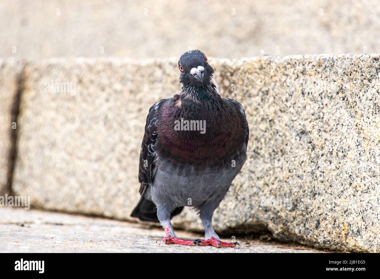 Ein wilder Taubenvögel, der den Fotografen an sonnigen Tagen neugierig im Park ansieht. Stockfoto