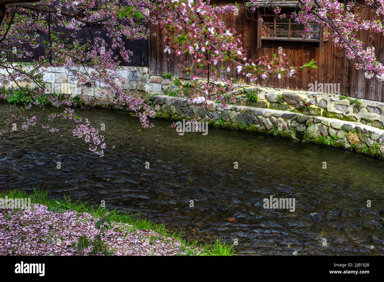 Die Aufnahme des Shirakawa-Kanals in der Nähe der Tatsumi-Bashi-Brücke im Frühjahr, Gion Shirakawa, Kyoto, Japan. Es gibt Kirschblüte und alte Holzhäuser Stockfoto