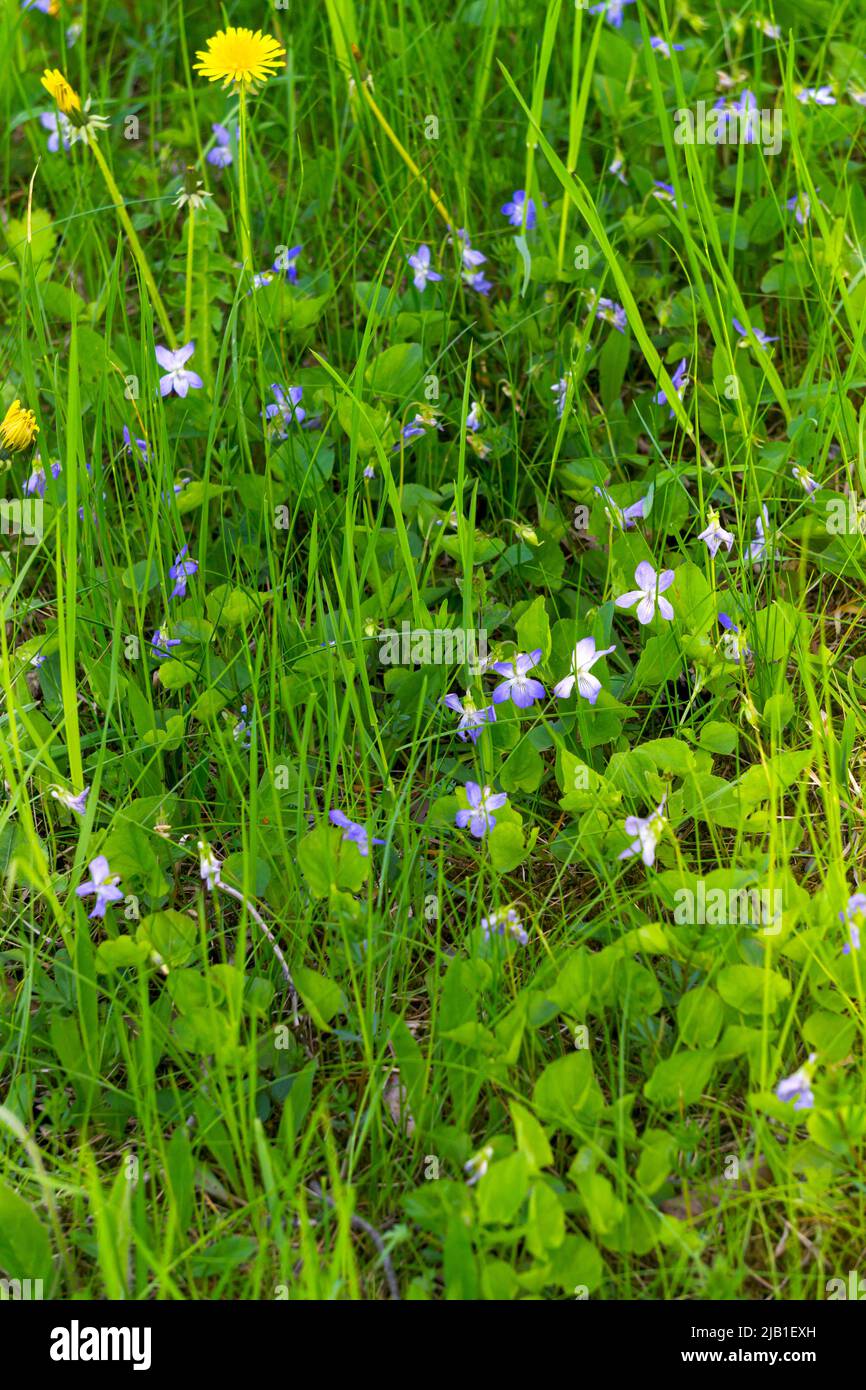 Blühende blau-violette Blüten blühen im Wald. Stockfoto