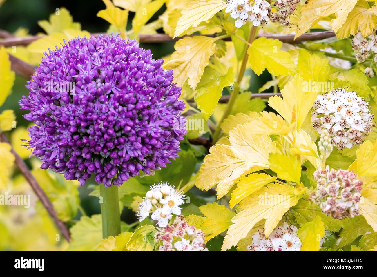 Allium's im RHS Wisley Garden Surrey UK Stockfoto