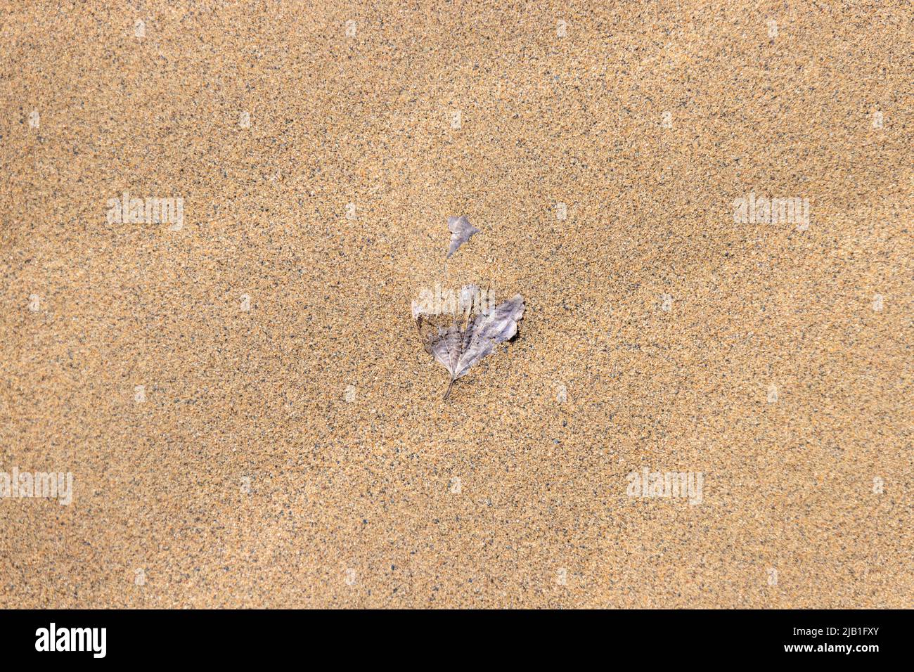 Isoliertes abgestorbenes Blatt, das im Sand vergraben ist. Der Urlaub ist ausgetrocknet. Sommer, Umwelt, grüne Erde & Pflanzkonzept. Minimales zeitgenössisches Stillleben. Stockfoto