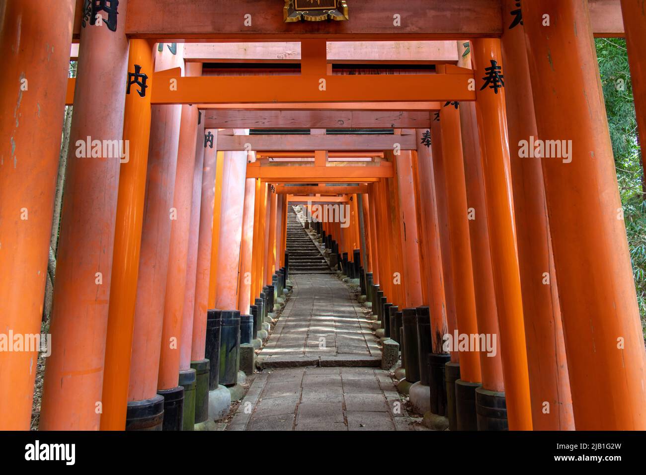 Die Senbon Torii (Tausende von Zinnobertorii-Toren) von Fushimi Inari-taisha. Die Wege führen in den Wald des heiligen Mt. Inari. Stockfoto