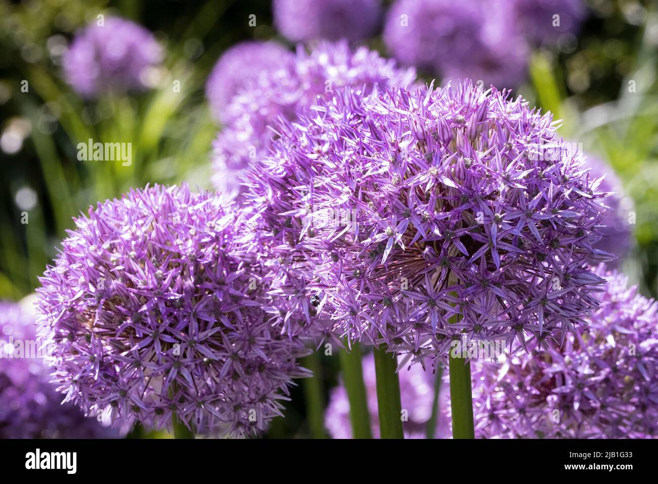 Allium's im RHS Wisley Garden Surrey UK Stockfoto